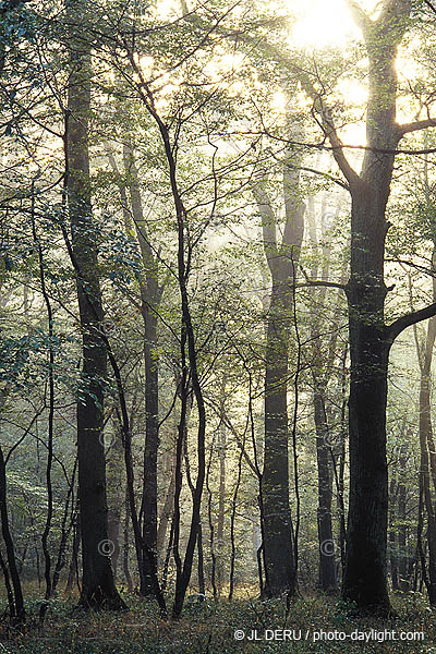 bois en automne